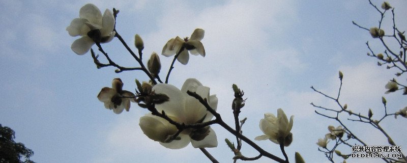 玉兰花能吃吗?怎么吃