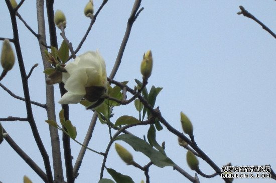 玉兰花能吃吗?怎么吃