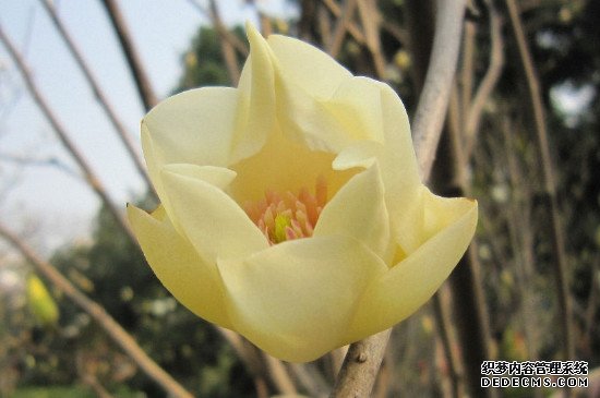 玉兰花能吃吗?怎么吃
