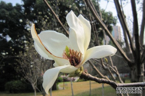 玉兰花能吃吗?怎么吃