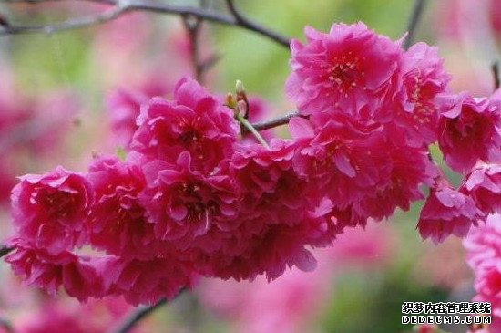 山桃花和樱花的区别