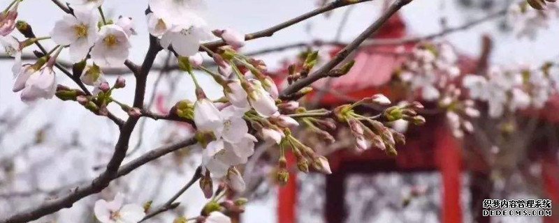 早樱和晚樱的开花时间