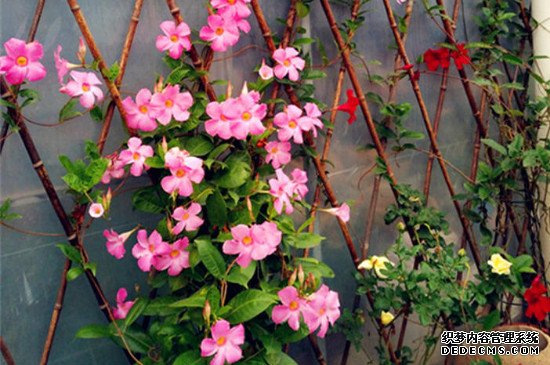 一个花盆里种几棵飘香藤好