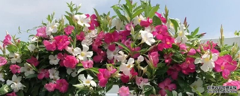 一个花盆里种几棵飘香藤好