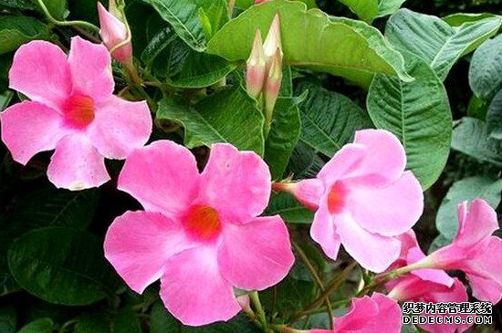 一个花盆里种几棵飘香藤好