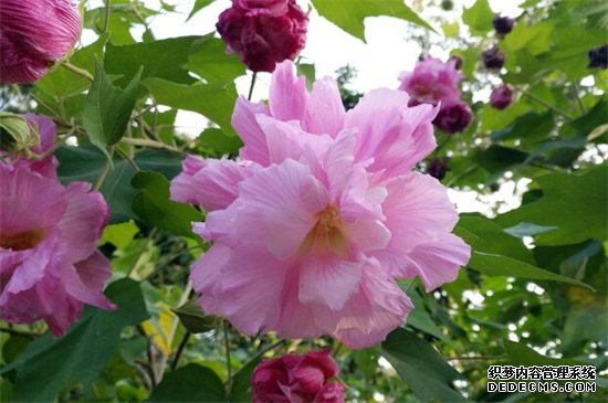 芙蓉是荷花吗