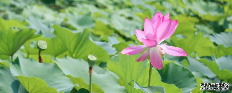 芙蓉是荷花吗