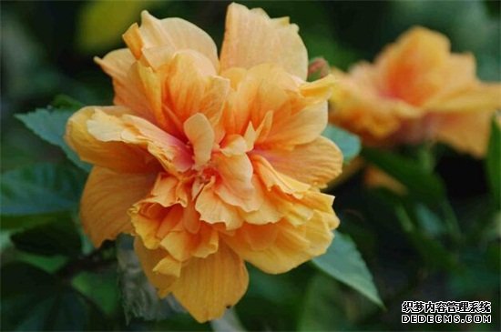 芙蓉是荷花吗