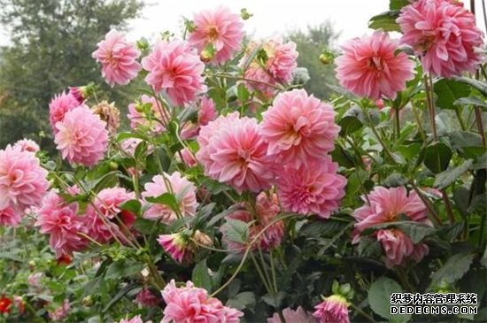 大丽花怎么修剪