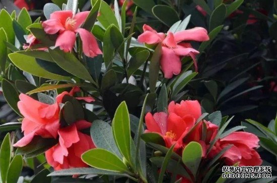 四季杜鹃茶花养殖方法和注意事项