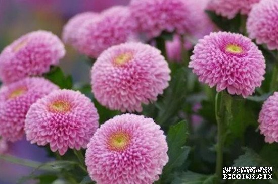 乒乓球花的养殖方法和注意事项