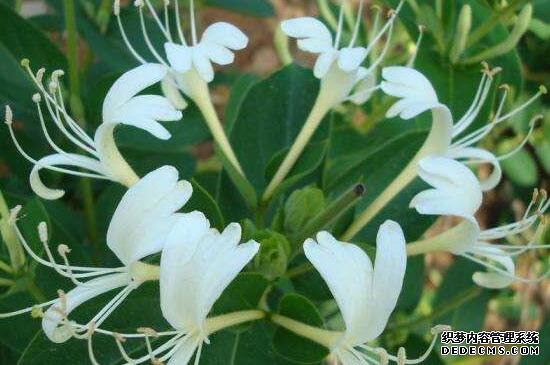 金银花怎么繁殖