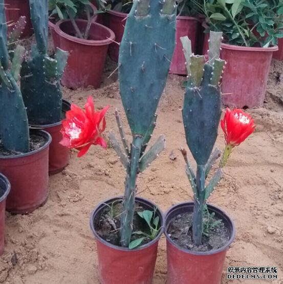 令箭荷花的养殖方法和注意事项，六个步骤手把手教你养殖