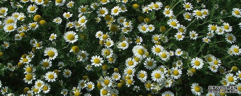果香菊的花语