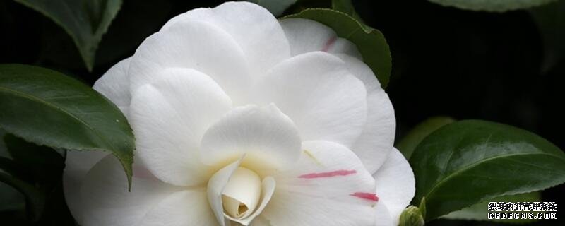 山茶花什么时候开花
