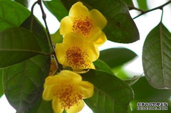 山茶花什么时候开花