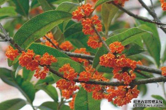 红桂花有毒吗