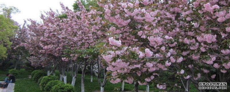 樱花树苗怎么繁殖