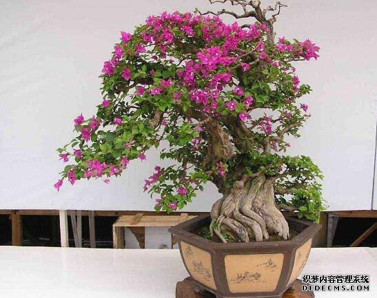 白兰花可以放在卧室吗？香味浓烈刺激性大