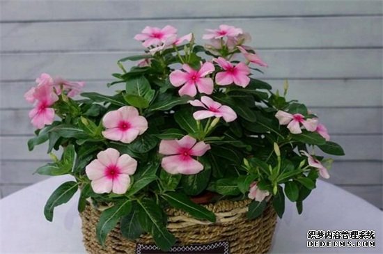 长春花有毒吗