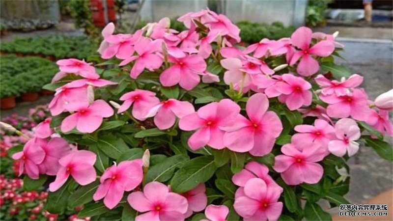 长春花有毒吗