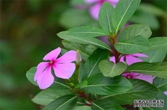 长春花有毒吗