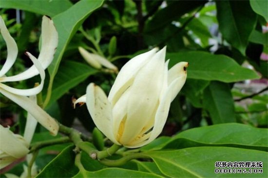 白兰花可以种在庭院吗，会破坏风水不可栽植