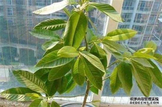 白兰花可以种在庭院吗，会破坏风水不可栽植