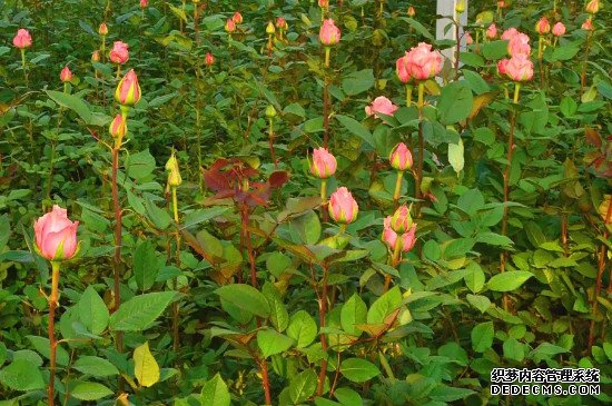 玫瑰花种植基地在哪里