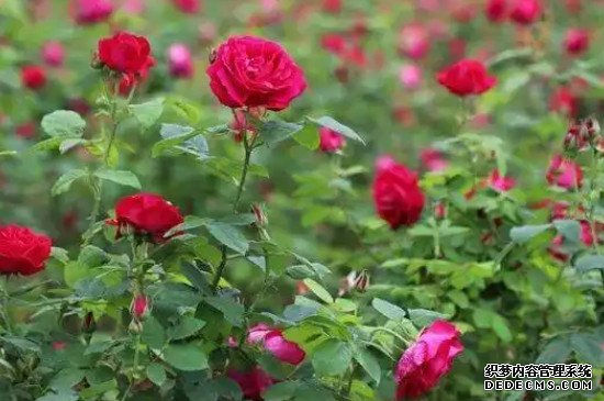 玫瑰花种植基地在哪里