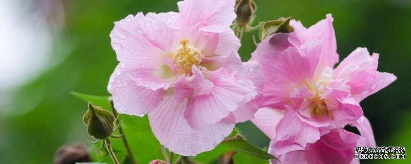芙蓉花象征什么