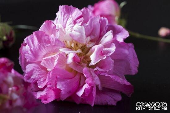 芙蓉花象征什么