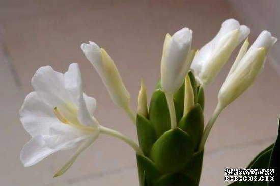 刚买的姜花杆怎么养，茎干修剪遮阴养殖