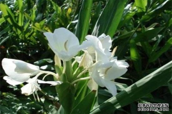 刚买的姜花杆怎么养，茎干修剪遮阴养殖