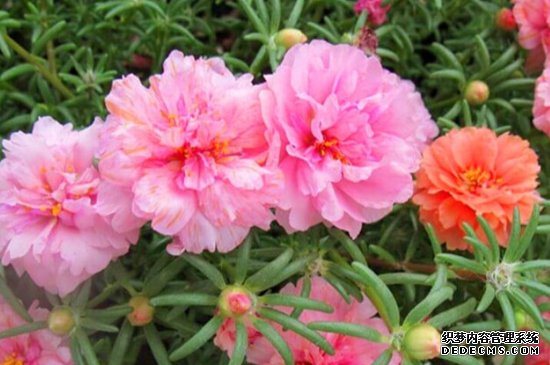 太阳花需要醒花吗