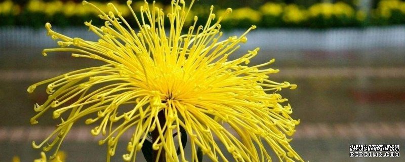 菊花耐寒吗