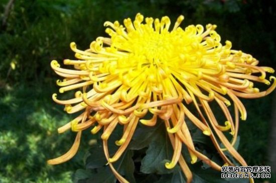 菊花耐寒吗