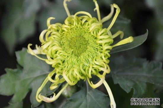菊花耐寒吗