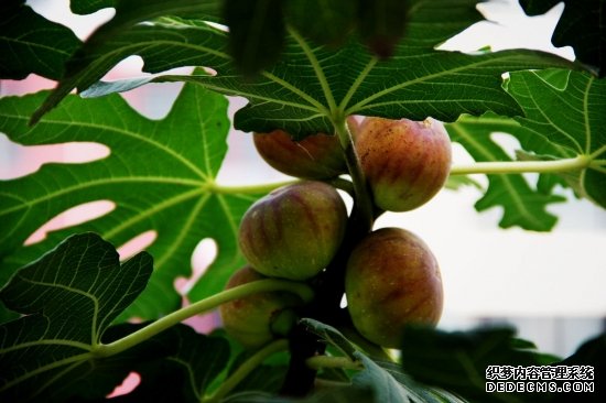 无花果