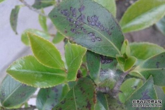 茶花夏天叶子掉光了怎么办