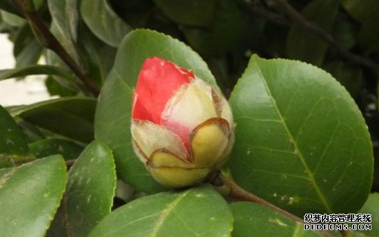 孕蕾的山茶花