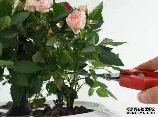 玫瑰花叶子一碰就掉怎么办，四种方法教你如何挽救