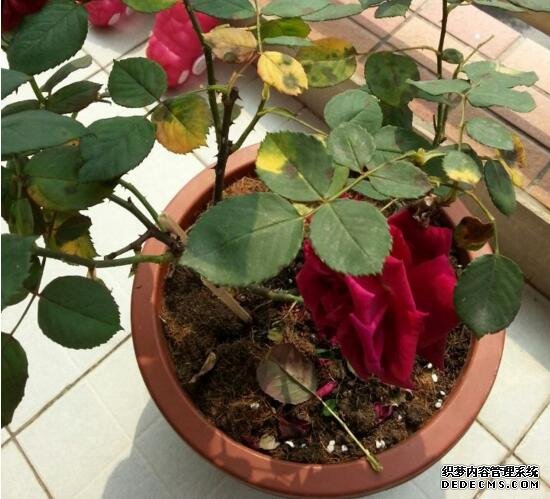 玫瑰花叶子一碰就掉怎么办，四种方法教你如何挽救