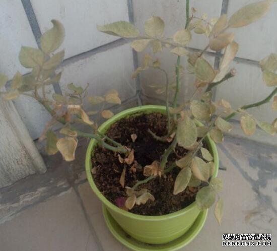 玫瑰花叶子一碰就掉怎么办，四种方法教你如何挽救