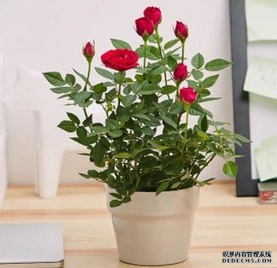 玫瑰花叶子一碰就掉怎么办，四种方法教你如何挽救