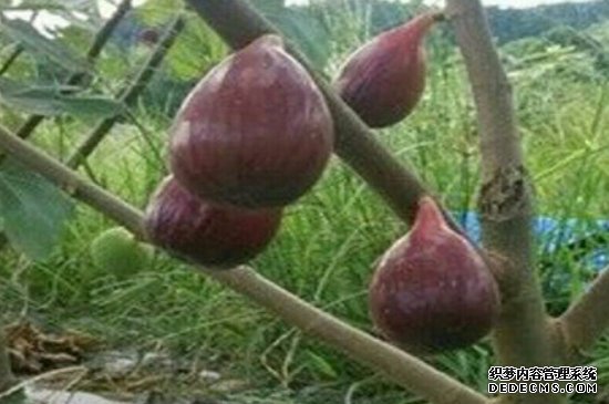 无花果树冻死了怎么办剪枝