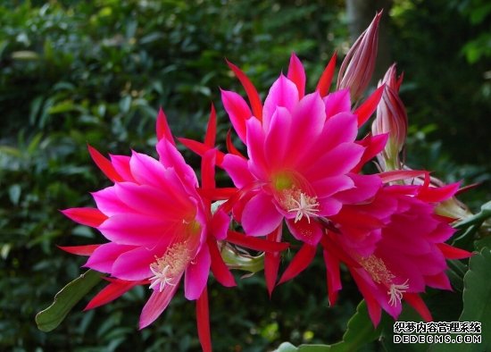 令箭荷花
