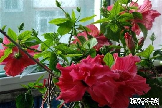 扶桑花怎样剪枝视频