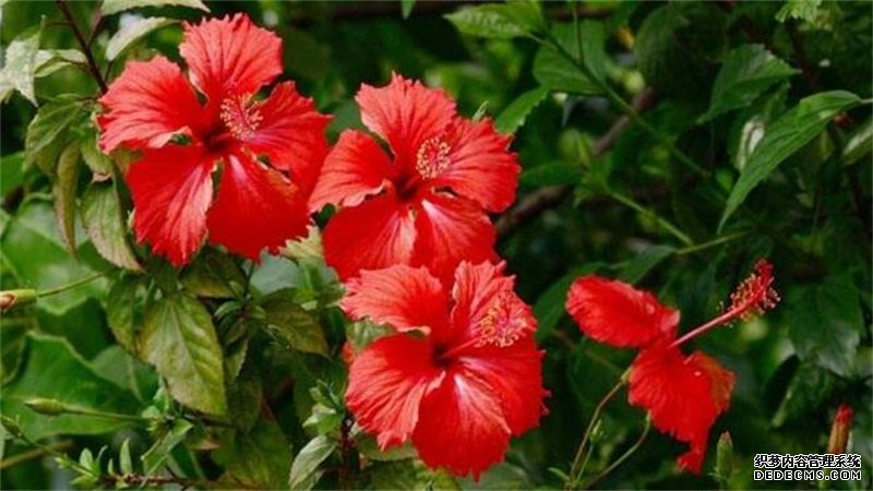 扶桑花怎样剪枝视频