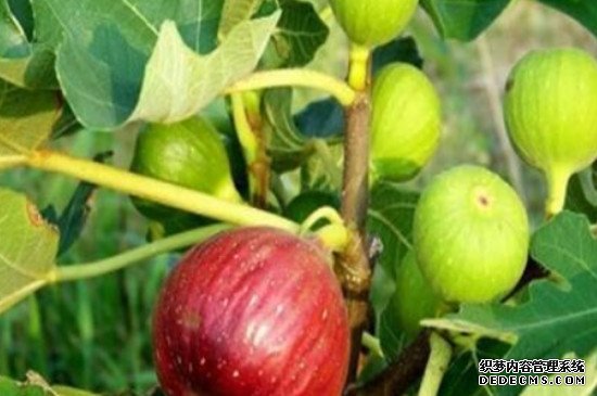 无花果快速生根法
